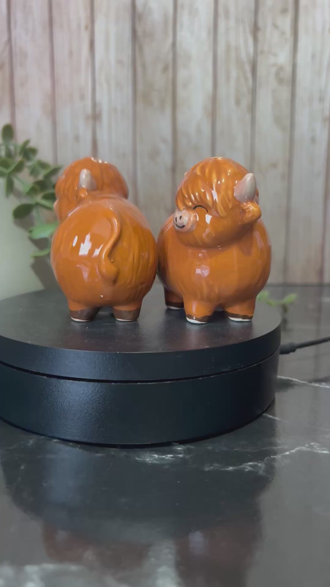 Highland cow Video